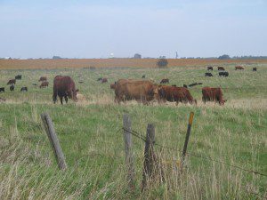 Murray County Cattle
